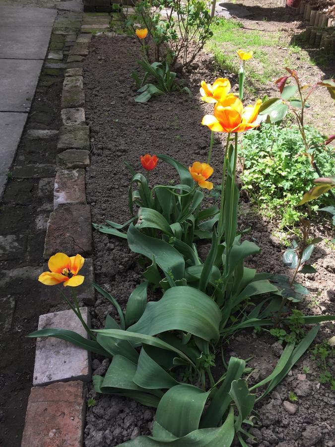 Crown Street Garden Studio เบลเกรด ภายนอก รูปภาพ